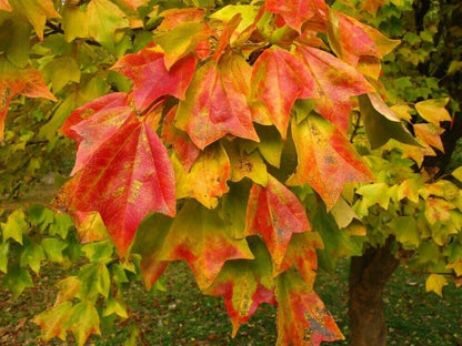 Trident Maple Tree - 10-16" Tall Live Plant - Quart Pot - Great for Bonsai - Small Compact Tree for Gardens and Patios - Acer Buergerianum