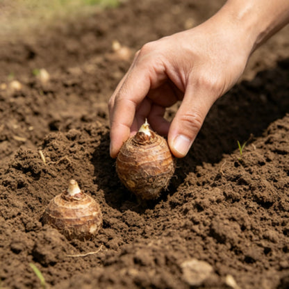 EDRHTJG Giant Leaf Foliage-Elephant Ear-Alocasia for Outdoor Garden Border Accent-Instant Upgrade Eye Catching Color (6)