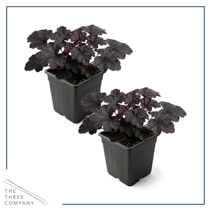 Live Heuchera Coral Bells 2-Pack – Black Olive – Shade Perennial Foliage Plant, 10” Tall, 1 Qt Pot