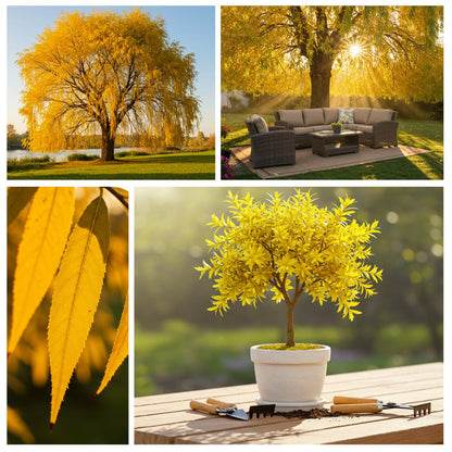 2 Golden Weeping Willow Trees - Ready to Plant - Live Plants - Beautiful Arching Canopy