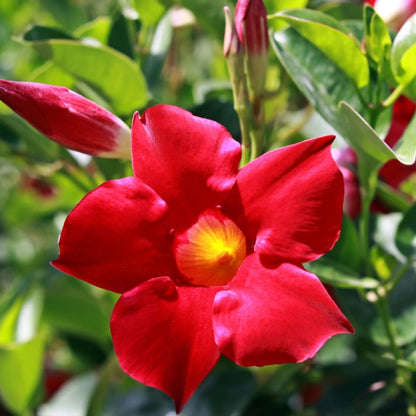 2 Red Mandevilla Plants Live, Mandevilla Vine Plants Well Rooted 4-7" Tall, Mandevilla Flowers