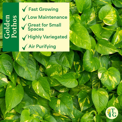 Thorsen's Greenhouse Golden Pothos, Live Indoor Vining Plant, Easy to Grow, Variegated Houseplant, Natural Air Purifier (Terra Cotta, 4-inch Pot)