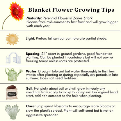 Clovers Garden Blanket Flower Arizona Red Shades (Gaillardia) Plants – Two (2) Live Plants – Non-GMO - Not Seeds - Each 4" to 8" Tall – in 4" Inch Pots – Hardy Flowering Perennial