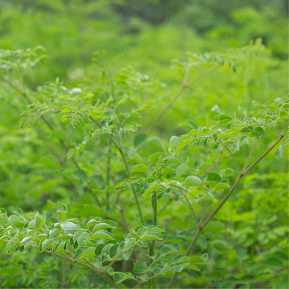 Dwarf Moringa Tree Live Plant in Half Gallon Pot, Well-Rooted Drumstick Malunggay Plant Live, Oleifera Moringa Horseradish Planting Outside
