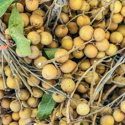 Longan Fruit Tree Live Plant, Sweet Tropical Longan Tree, 3–4 Ft Tall in 3 Gallon Pot, Ready for Outdoor Growing, No Ship to CA