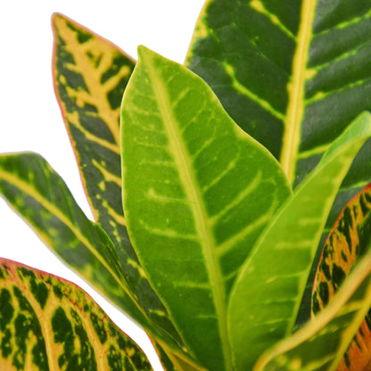 Croton Petra 'Joseph's Coat' | Live Plant for Indoor & Outdoor | for Living Room, Office, Bathroom | (3" Pot)