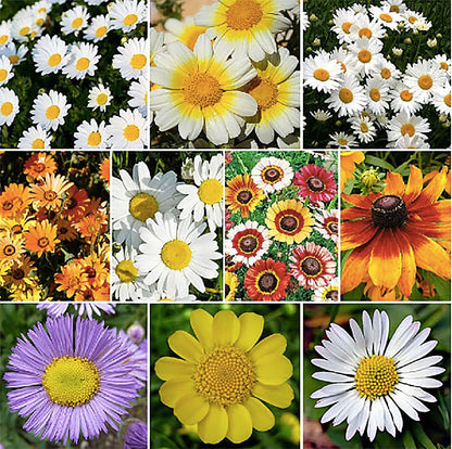 Englemann Daisy Seeds - Perennial Native - 6500 Seeds