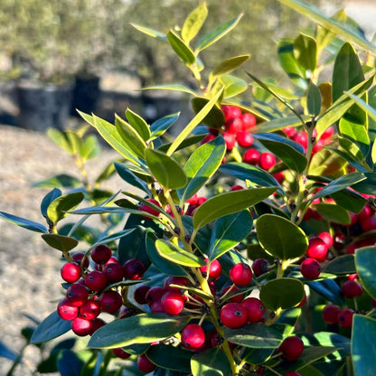 Carissa Holly (3 Gallon) - Evergreen Shrub
