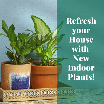 House Plant Shop | Philodendron 'Velvet' - 4" Pot | Live Indoor Plant | Easy to Care | Natural Décor Plant | Great Gifts| Free Care Guide