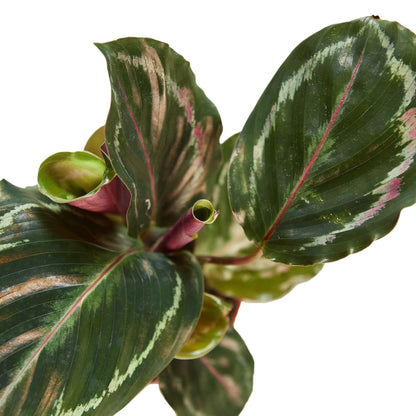 Calathea Roseopicta 'Medallion' | Live Plant for Indoor & Outdoor | for Living Room, Office, Bathroom | (6" Pot)