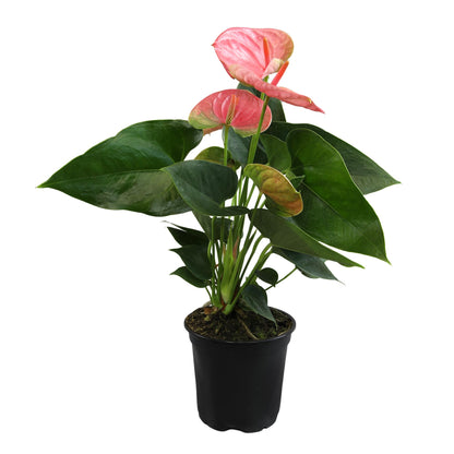 Pink Anthurium Live Plant (Approx. 13-16" Tall), Real Flowers/Unique House Plants in 4" Nursery Pot, Floral Office Plants, Air Purifying Plants & Cool Gifts for Plant Lovers by Plants for Pets