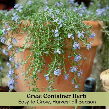 Clovers Garden Trailing Creeping Rosemary Herb Plant – Two (2) Live Plants – Non-GMO - Not Seeds - Each 4" to 8" Tall – in 4" Inch Pots - Cascading Growth, Versatile Uses