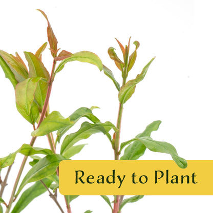 1 Pomegranate Wonderful Tree | Live Sapling in 2.5-inch Nursery Cube | Punica Granatum 'Wonderful' Variety | Hardy Deciduous Trees and Shrubs | Red Fruit-Bearing Plant