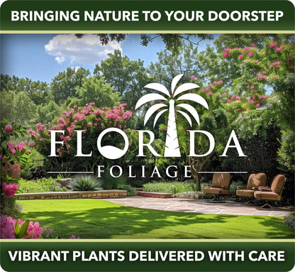 Juniper Procumbens Nana - 15 Live Plants - Drought Tolerant Evergreen Groundcover - Great for Bonsai