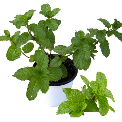 6 Spearmint Mint Live Herb Plants, 3–6 Inches Tall, Fragrant Mint Plants for Indoor Outdoor Garden, Patio, and Culinary Growing