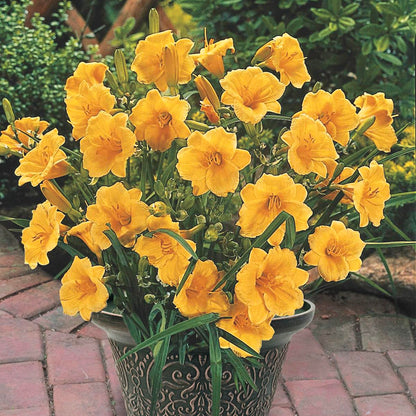 Direct Gardening Stella De Oro Reblooming Daylily Dormant Bare Root Yellow Flowering Starter Plant