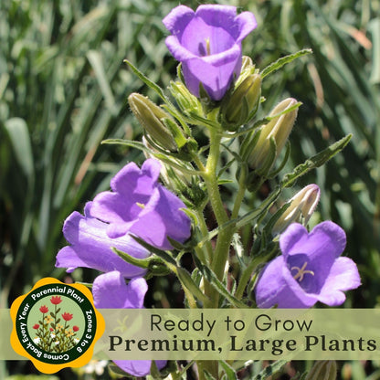 Clovers Garden Campanula (Bellflower) Rapido Blue Plants – Two (2) Live Plants – Non-GMO - Not Seeds - Each 3" to 6" Tall – in 4" Inch Pots – Perennial, Hummingbird & Bee Favorite