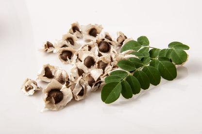 Moringa Plants 2 Live Moringa Trees with Moringa Seeds, Drumstick Tree, Miracle Tree, Moringa Seedling, Live Plant