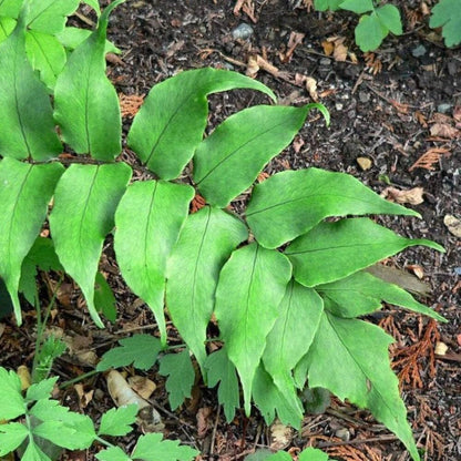 Fern-C. Japanese Holly Fern (1 Gallon)