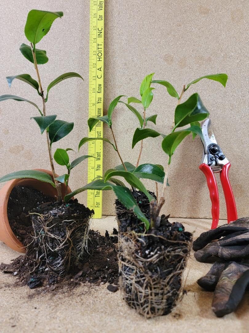 Live Plant - La Peppermint Camellia Japonica - Starter Plant