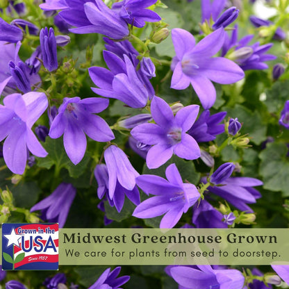 Clovers Garden Campanula (Bellflower) Rapido Blue Plants – Two (2) Live Plants – Non-GMO - Not Seeds - Each 3" to 6" Tall – in 4" Inch Pots – Perennial, Hummingbird & Bee Favorite