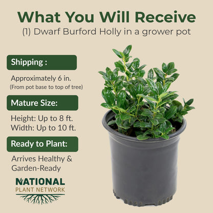 Holly Dwarf Burford Shrub – Compact Upright Evergreen Holly w/Small Showy White Flowers & Bright Red Berries for Formal Hedges & More - Grows Up to 10 ft in 1 Gal Grower Pot, USDA Zones 7–9, 1-Pack