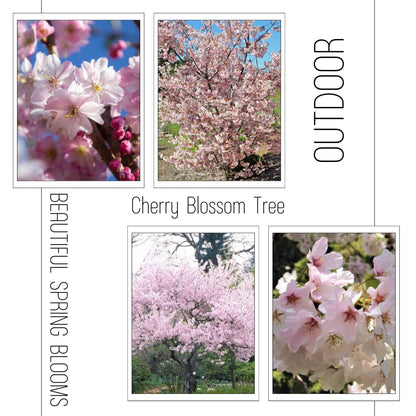 Cherry Blossom Tree Live Plant, 8-12" Tall, Ornamental Flowers for Outdoor Planting, in Pot (Autumn Cherry)