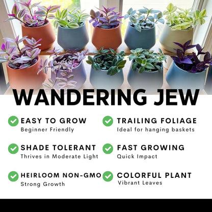 4 Pink Paradise Wandering Jew Cuttings for Growing – Vibrant Pink & Purple Variegated Houseplant – Easy to Grow Indoor Trailing Plant, Tradescantia