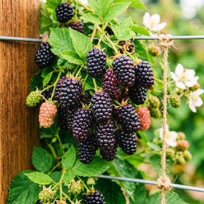 Set 3 Thornless Boysenberry Plants, Boysenberry Plants Live for Planting, 4-6 Inc Tall, Well Rooted, Sweet Berries, Boysenberries Plant for Indoor Outdoor Planting