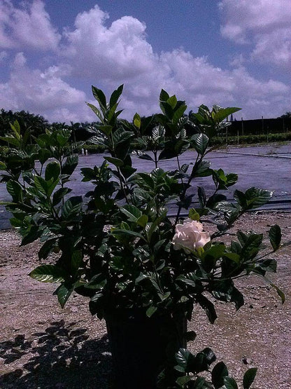 RedCrocus - RedCrocus Cape Jasmine Gardenia 'Aimee' Bush - Evergreen Fragrant Shrub - Full Sun to Partial Shade Perfect for Gardens & Containers 10" Pot