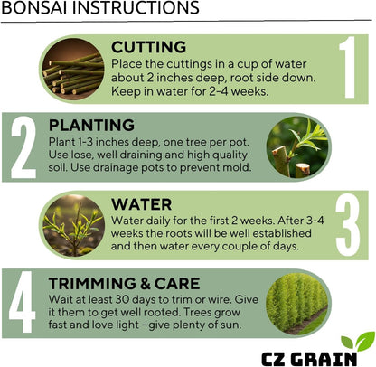 Dwarf Weeping Willow Bonsai Tree Cutting to Grow – Live Indoor Plant for Home & Office Décor | Hand-Trained Miniature Tree with Elegant Cascading Branches - Bonsai Material