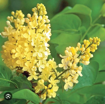 Live Plant - Primrose LilacSyringa VulgarisSmall Well Rooted Starter Plant4-8” Tall