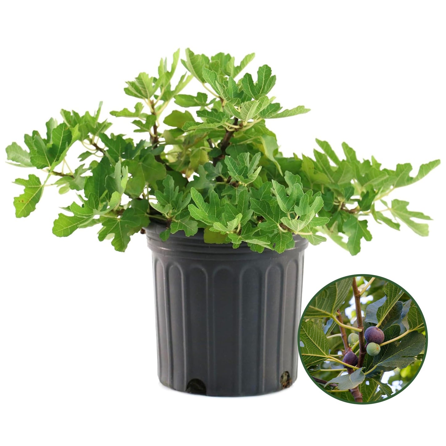 Brown Turkey Fig Plant - Sweet Year Round Harvest in 1 Gal Growers Pot - Grows Upto 12-15' - Easy to Grow Fruit Trees for Pots and Gardens (1 Count)