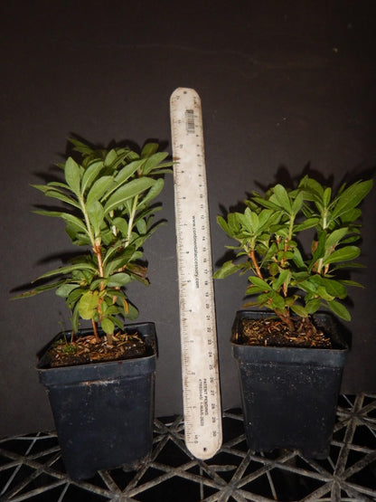 Live Plant - KLONDYKEAzalea RhododendronWell Rooted Starter Plant