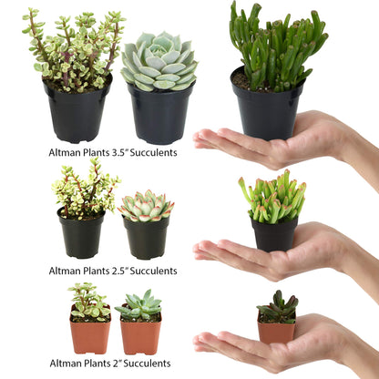 Altman Plants, Mimicry Succulents Plants Live Mini Succulents (4 Pack), Lithops Live Plants Outdoor or Live Indoor Plants, Living Stones Succulent Plants Live Houseplants, Succulent Plant House Plants