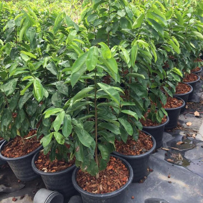 2 Years Old Soursop Tree Plant Live in 1 Gallon Pot, 2-3 Feet Soursop Trees Seedling Tropical Fruit, Sweet Annona Muricata Guanabana for Outdoor Planting, Can not Ship to California