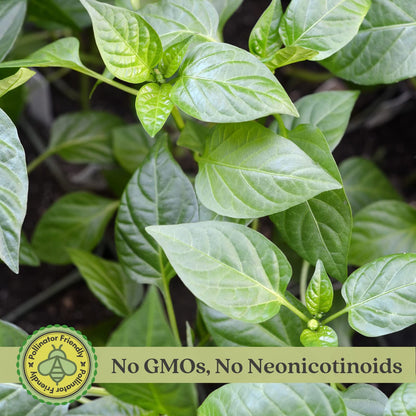 Clovers Garden Jalapeno Megatron Pepper Plants– Two (2) Live Plants – Non-GMO - Not Seeds - Each 4" to 8" Tall – in 4" Inch Pots – Mild Heat, Jumbo Fruit