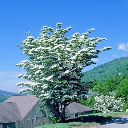 Kousa Dogwood Trees Live Plants in Pot, White Flowering Dogwood Plants Live, 6-12" Tall Bushes for Planting Outside Flower Shrubs
