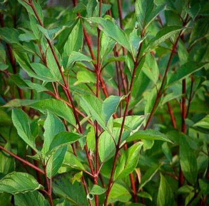 Red Twig Dogwood Shrub/Bush - (Red Osier) - 6-12" Tall - Quart Pot - Live Plant - Cornus sericea