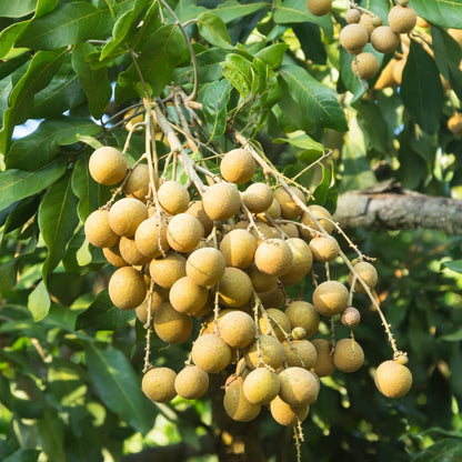 Longan Tree Live Plant, Longan Fruit Tree, 4 Inc Pot, 6 to 8 Inc Tall, Sweet Tropical Fruit for Backyard and Garden