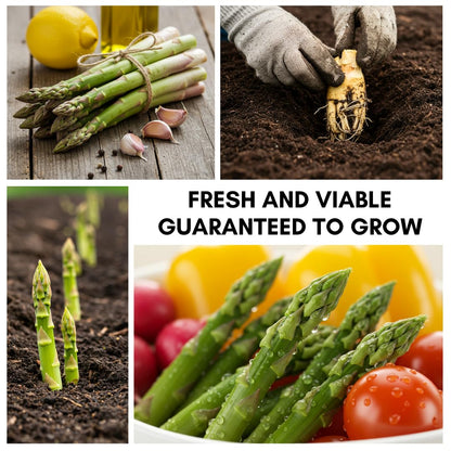 Jersey Giant Asparagus Crowns – 25 Live 2-Year Bare Root Plants – High-Yield Variety for Home Gardens and Farms
