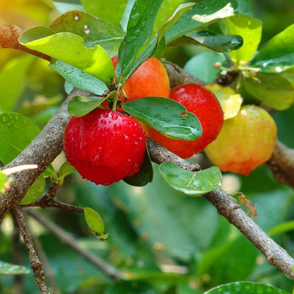 Acerola Barbados Cherry Tree Live Plant, 4-8 Inch Height, Live Barbados Cherry Plant Live to Grow Your Garden, No Pot