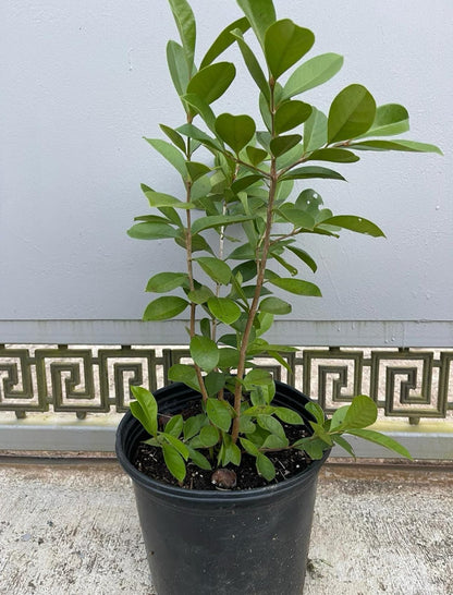 Guava Red Strawberry Live Plant/Tree Tropical 10inch-24inch