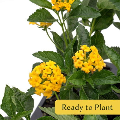 12 New Gold Lantana – Golden Yellow Flowering Shrub for Borders, Containers, & Pollinator Gardens (Lantana Camara ‘New Gold’) in 2.5″ Cubes, Live Plants