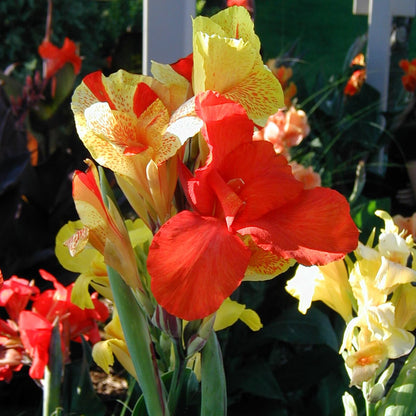 Cleopatra Canna Lily Bulb – Red and Yellow Bicolor Blooms, Tropical Garden Perennial, Zones 3–9, Summer Flowering Rhizome, 4–5 Ft Tall, 1 Bulb