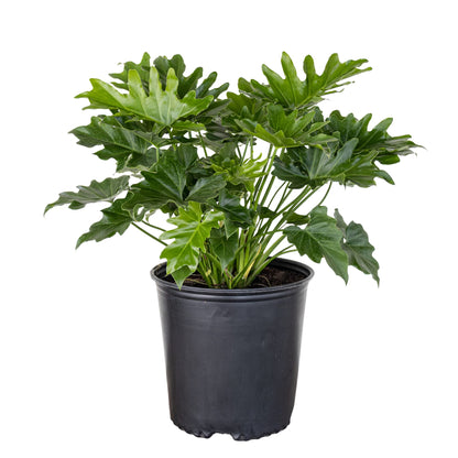 United Nursery Philodendron Selloum Live Plant 26-32 inches Tall Live Indoor Tree Philodendron 10 inch Plant Pot Large Air Purifying Floor Plant for Office, Patio or Home Decor