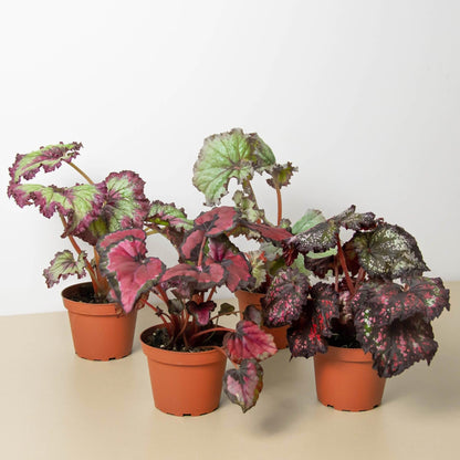 Begonia 'Rex', 4 Pack | Live Plant for Indoor & Outdoor | for Living Room, Office, Bathroom | (4" Pot)