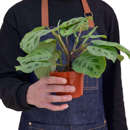 Maranta Leuconeura Live Plant for Indoor | Different Houseplants in 4'' & 6'' Pot | Real House Plant for Living Room, Office, Desk & Bathroom | Prayer Plant