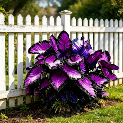 JWDSKT Elephant Ear Pattern - Excellent Landscaping Appeal, Ideal for Shade Gardens, Exquisite Variegated Blossoms-Drought-Tolerant, Striking Colors (6)