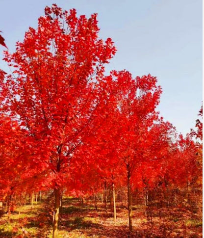 80 Seeds Red Maple Outdoors Maple Tree Seeds Acer rubrum PeavyTailor